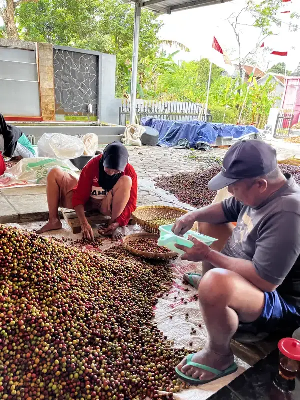 Dokumentasi pasca panen kopi AGA Agriculture – foto 1.