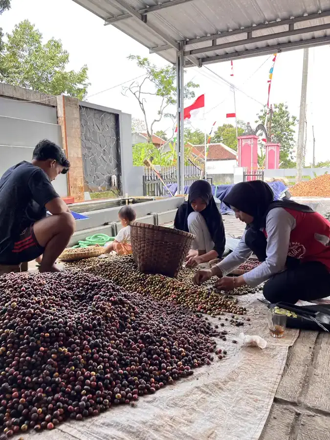 Dokumentasi pasca panen kopi AGA Agriculture – foto 2.