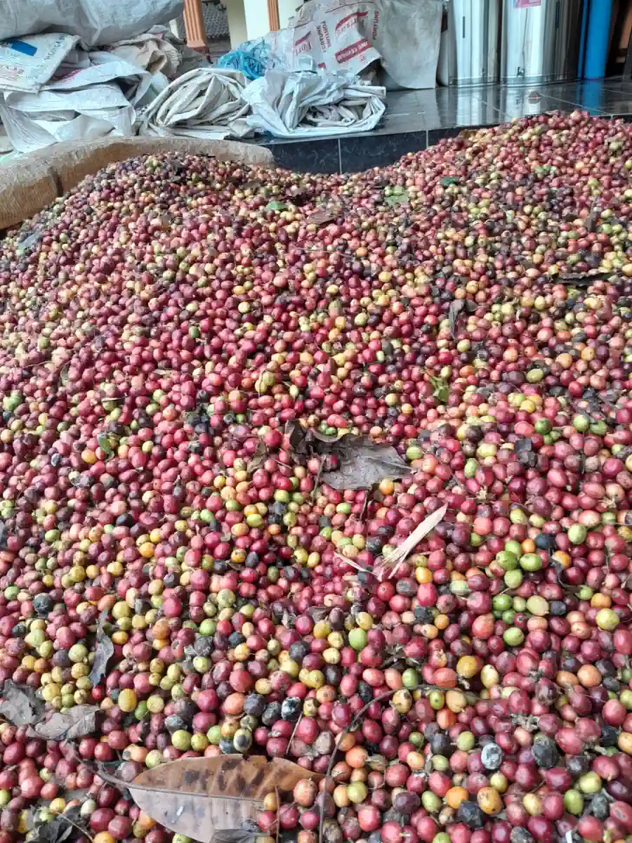 Dokumentasi pasca panen kopi AGA Agriculture – foto 3.