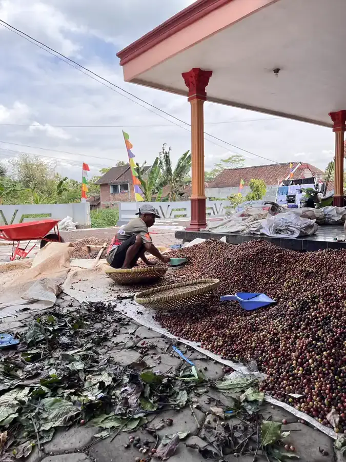Dokumentasi pasca panen kopi AGA Agriculture – foto 4.