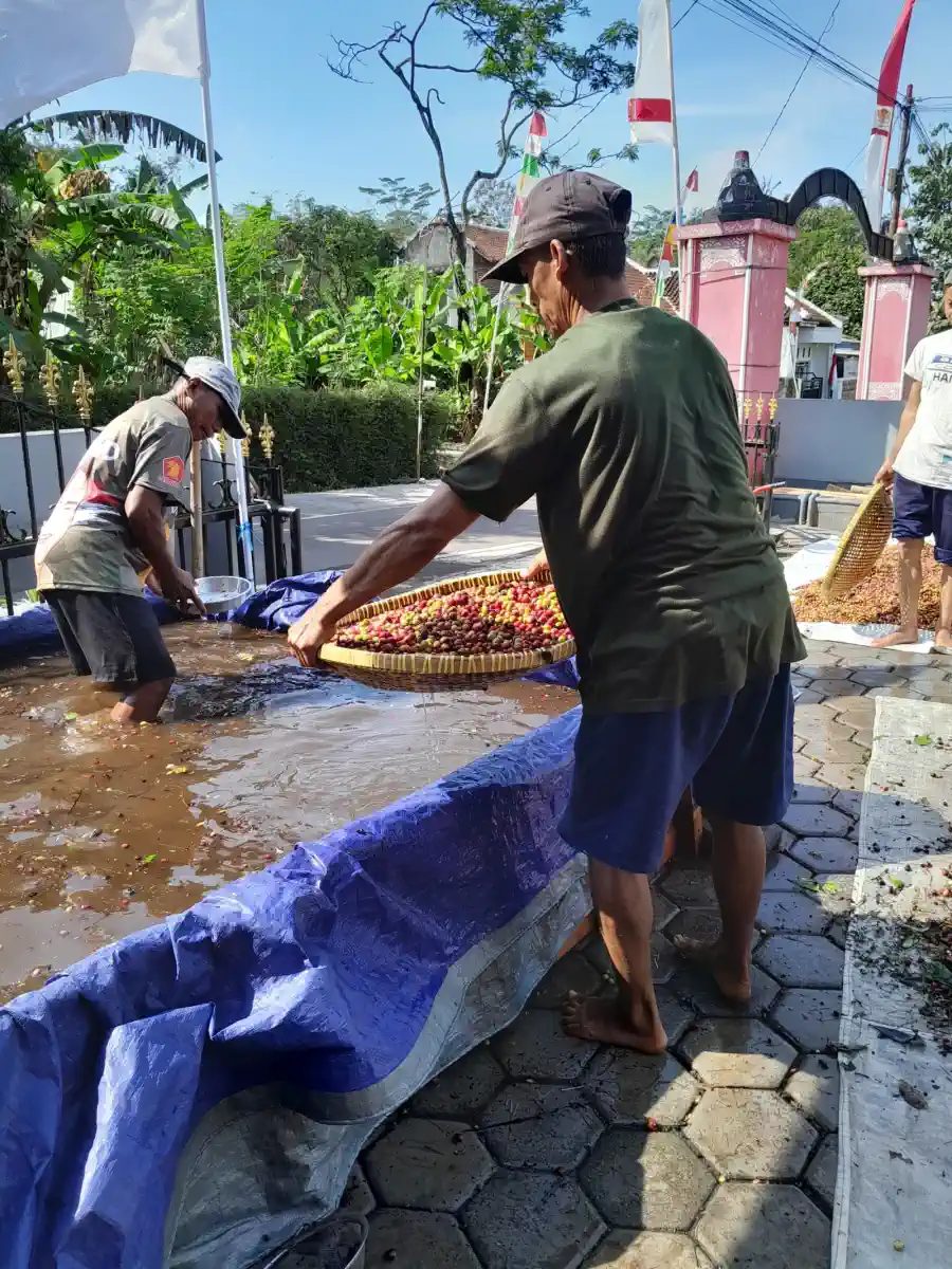Dokumentasi pasca panen kopi AGA Agriculture – foto 5.