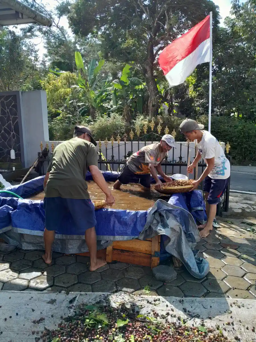 Dokumentasi pasca panen kopi AGA Agriculture – foto 6.
