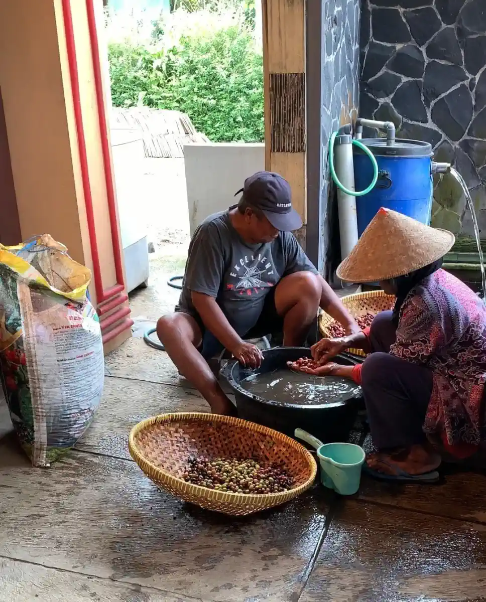Dokumentasi pasca panen kopi AGA Agriculture – foto 7.