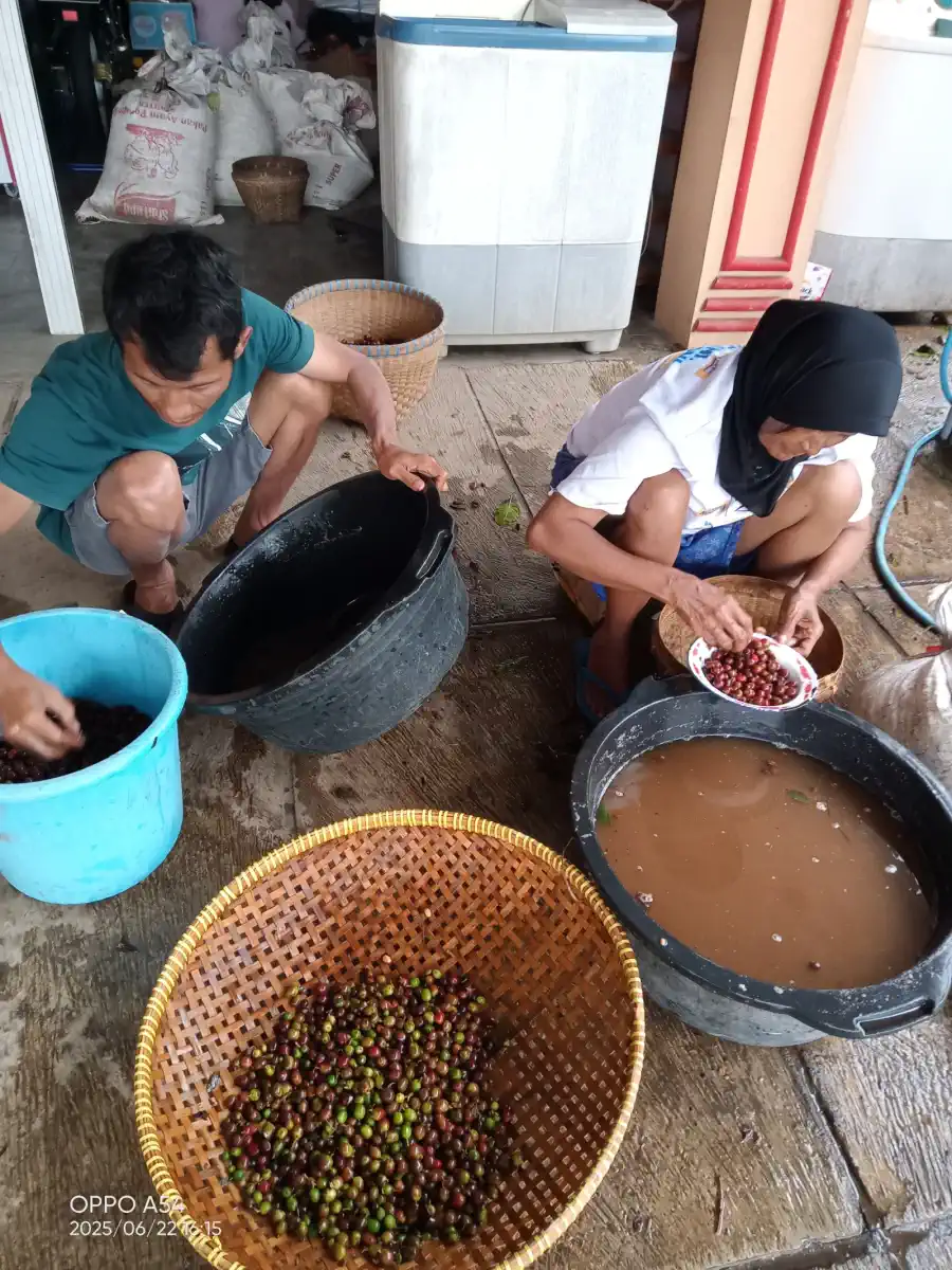 Dokumentasi pasca panen kopi AGA Agriculture – foto 8.