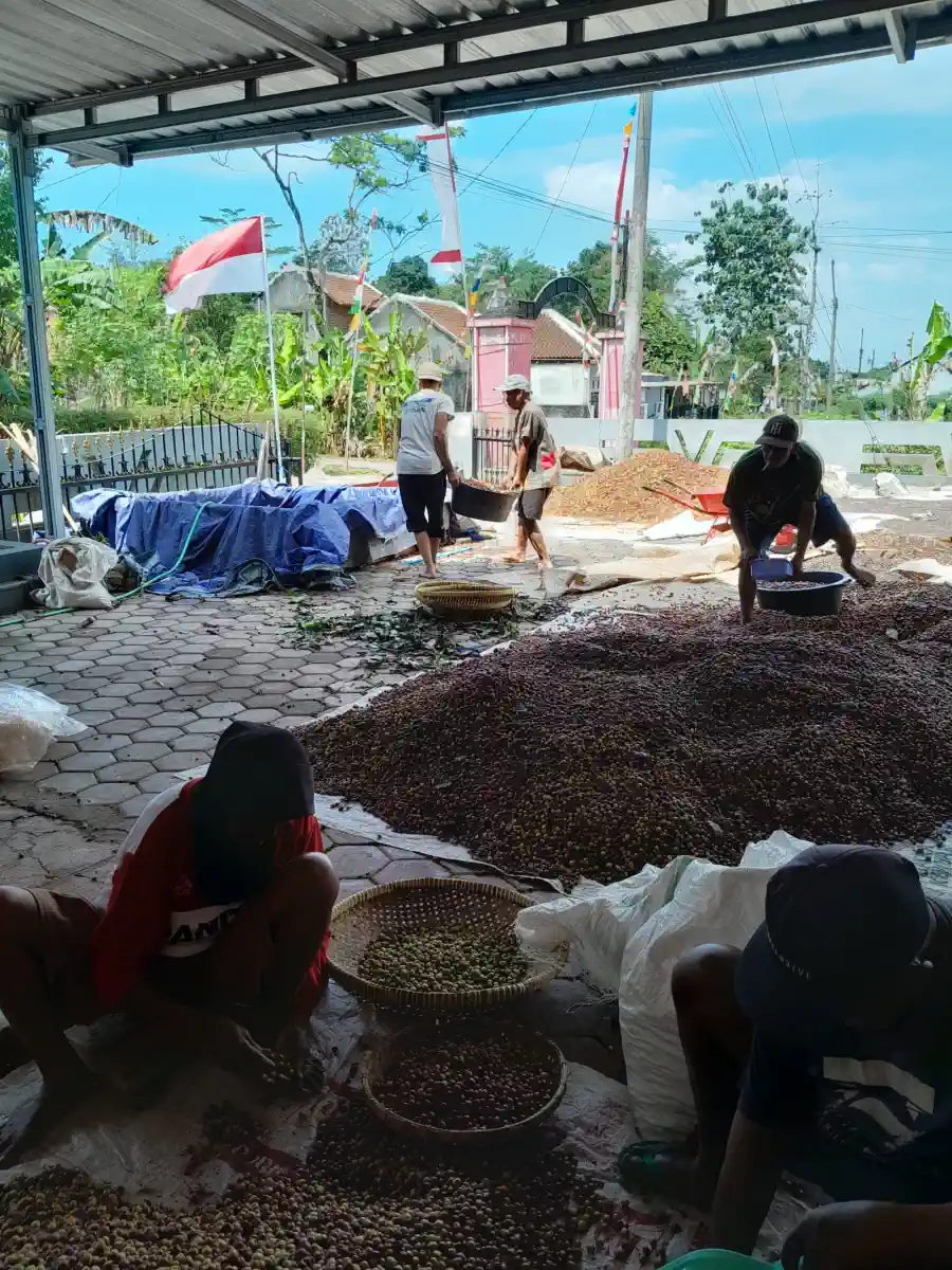 Dokumentasi pasca panen kopi AGA Agriculture – foto 9.
