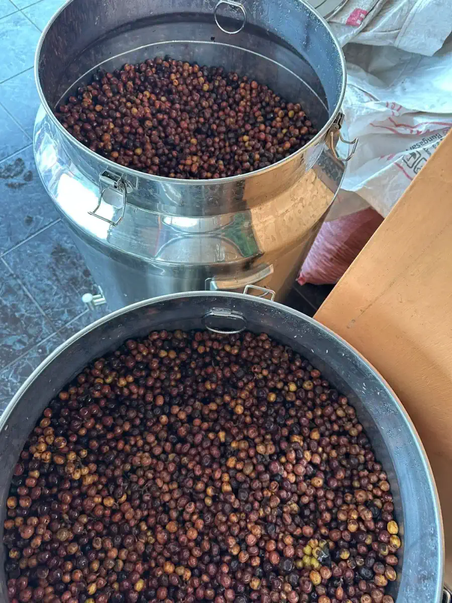 Dokumentasi pasca panen kopi AGA Agriculture – foto 14.