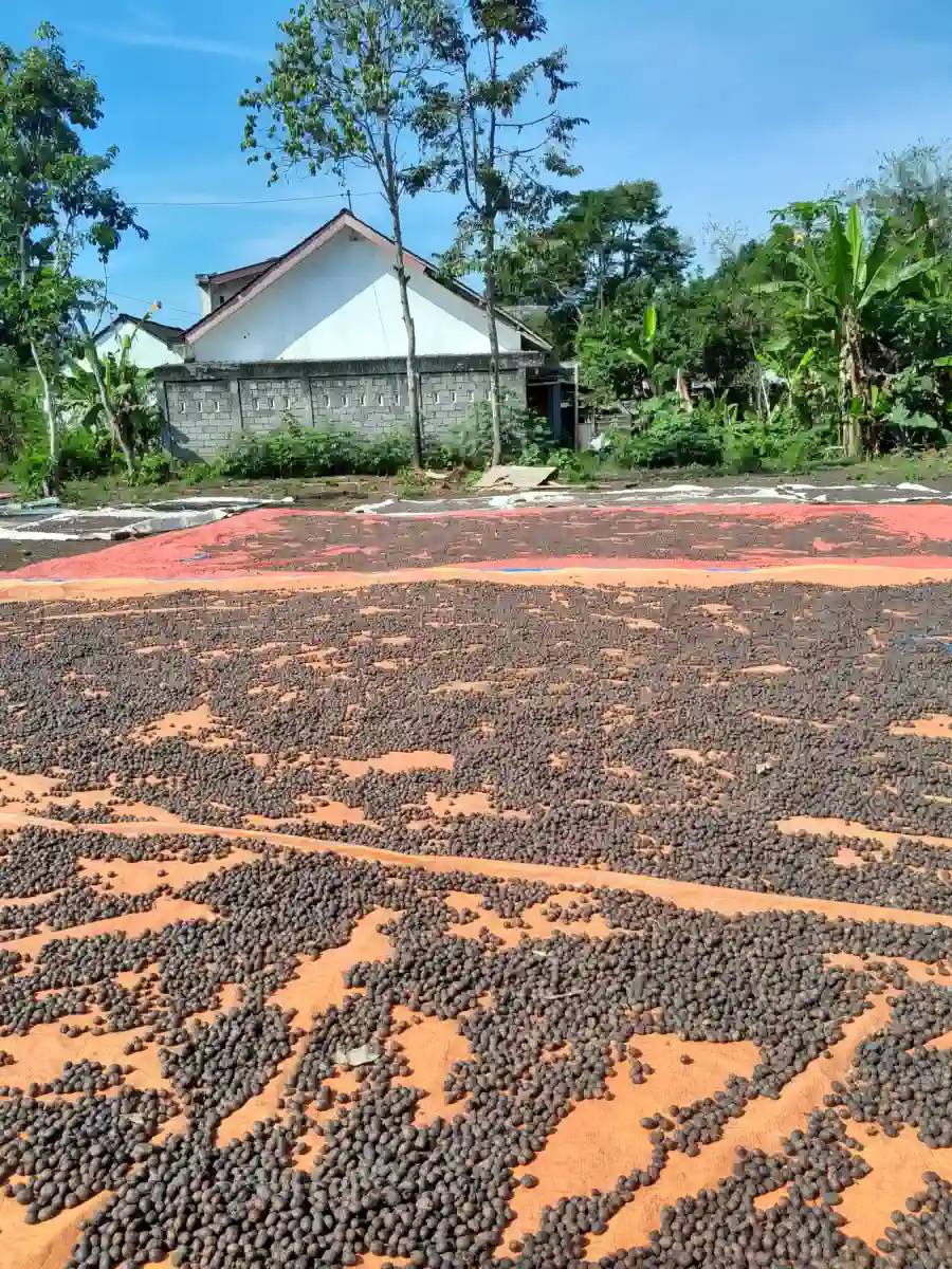 Dokumentasi pasca panen kopi AGA Agriculture – foto 15.
