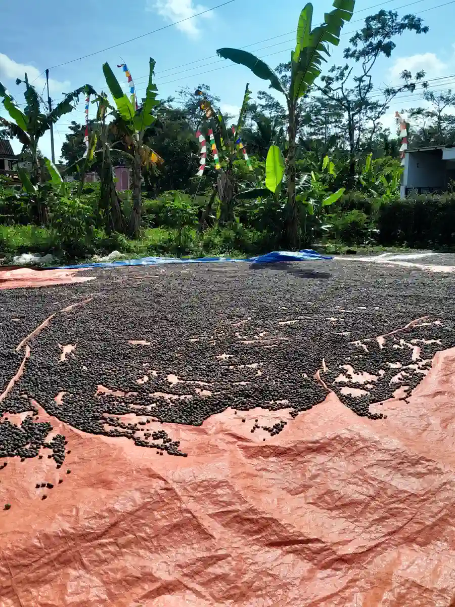 Dokumentasi pasca panen kopi AGA Agriculture – foto 17.