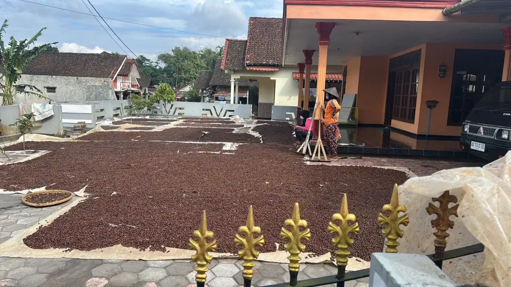 Dokumentasi pasca panen kopi AGA Agriculture – foto 18.