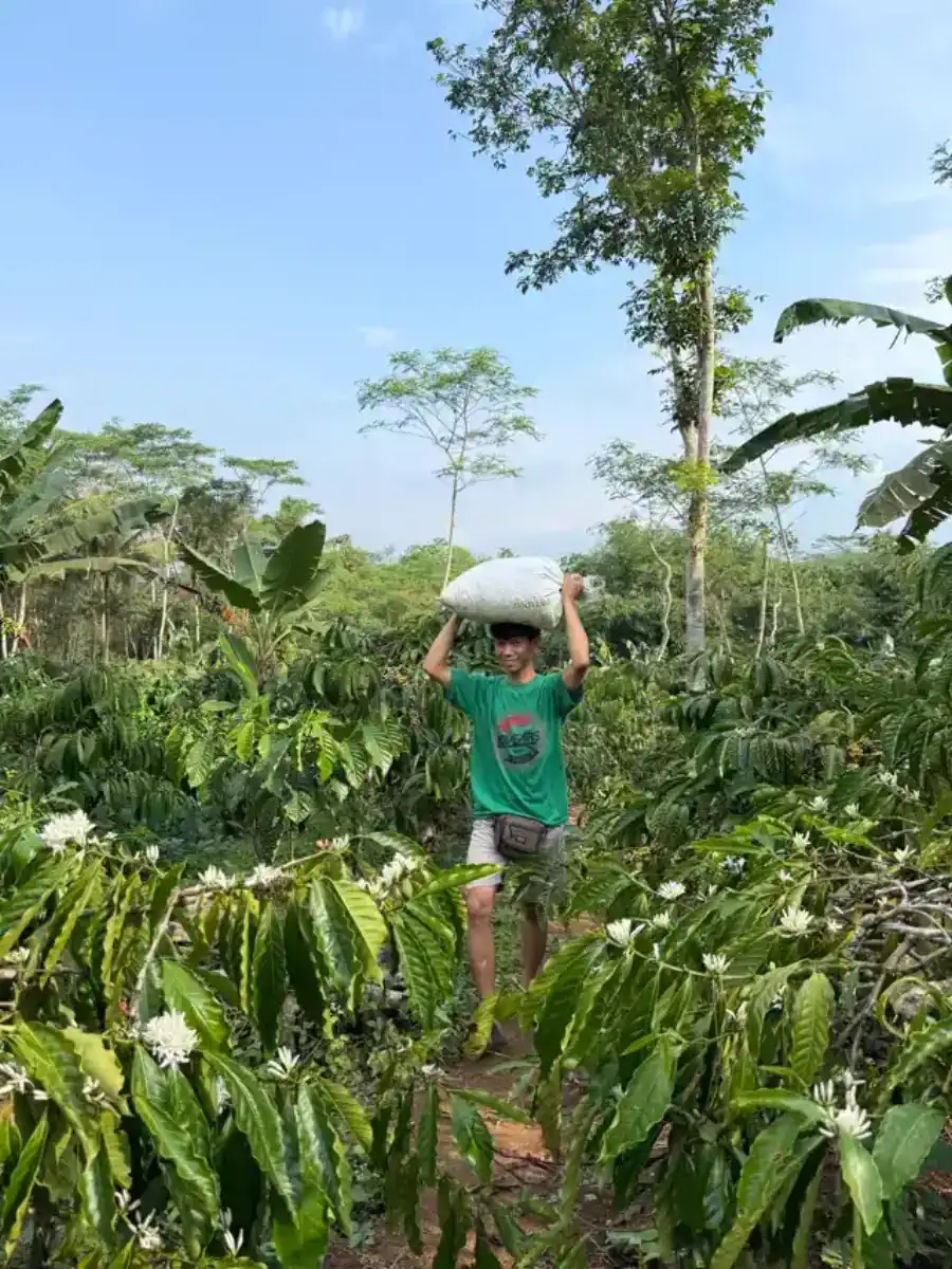 Petani memanen cherry kopi merah di kebun AGA Agriculture.