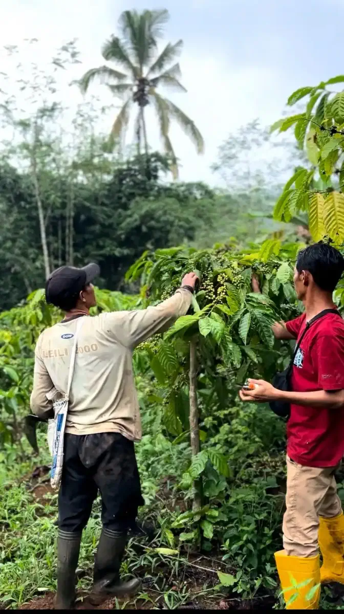 Petani memikul hasil panen kopi keluar dari lahan.