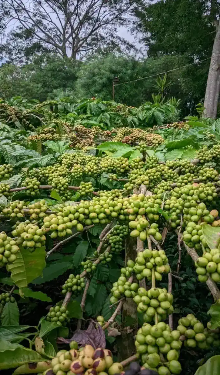 Fokus pada cabang kopi dengan buah merah matang.