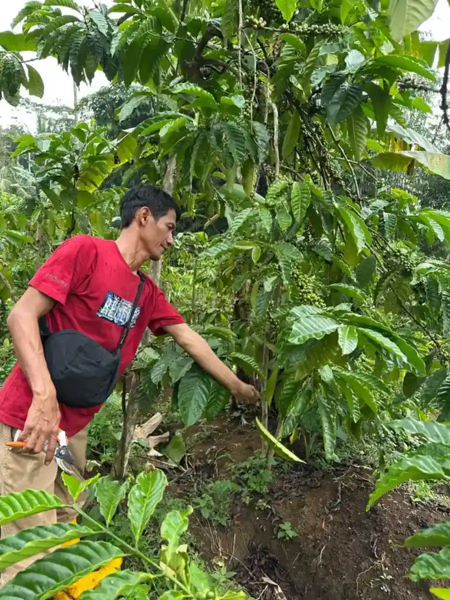 Cherry kopi berkilau di bawah sinar matahari kebun.