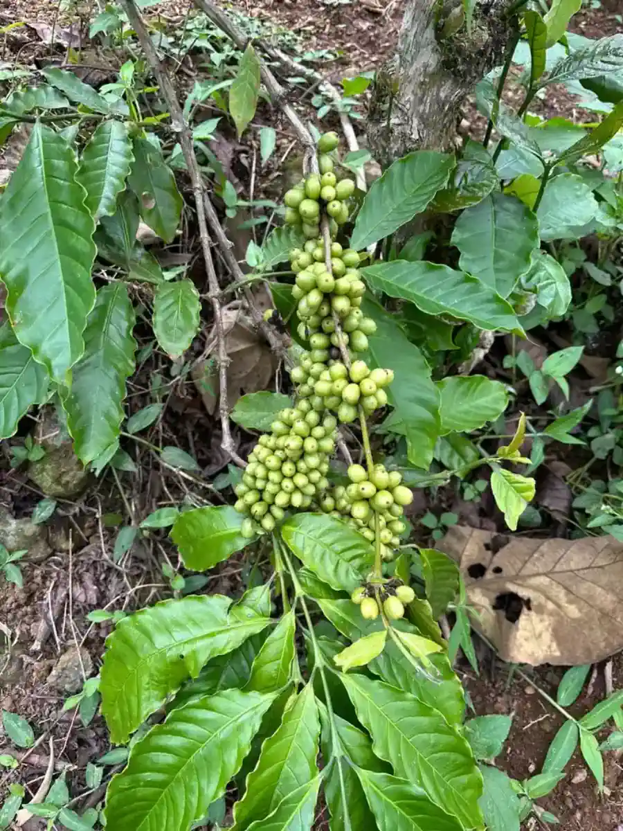 Keranjang panen diletakkan di tanah penuh cherry kopi.