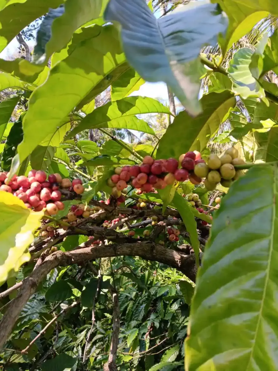 Barisan pohon kopi dengan buah merah siap panen.