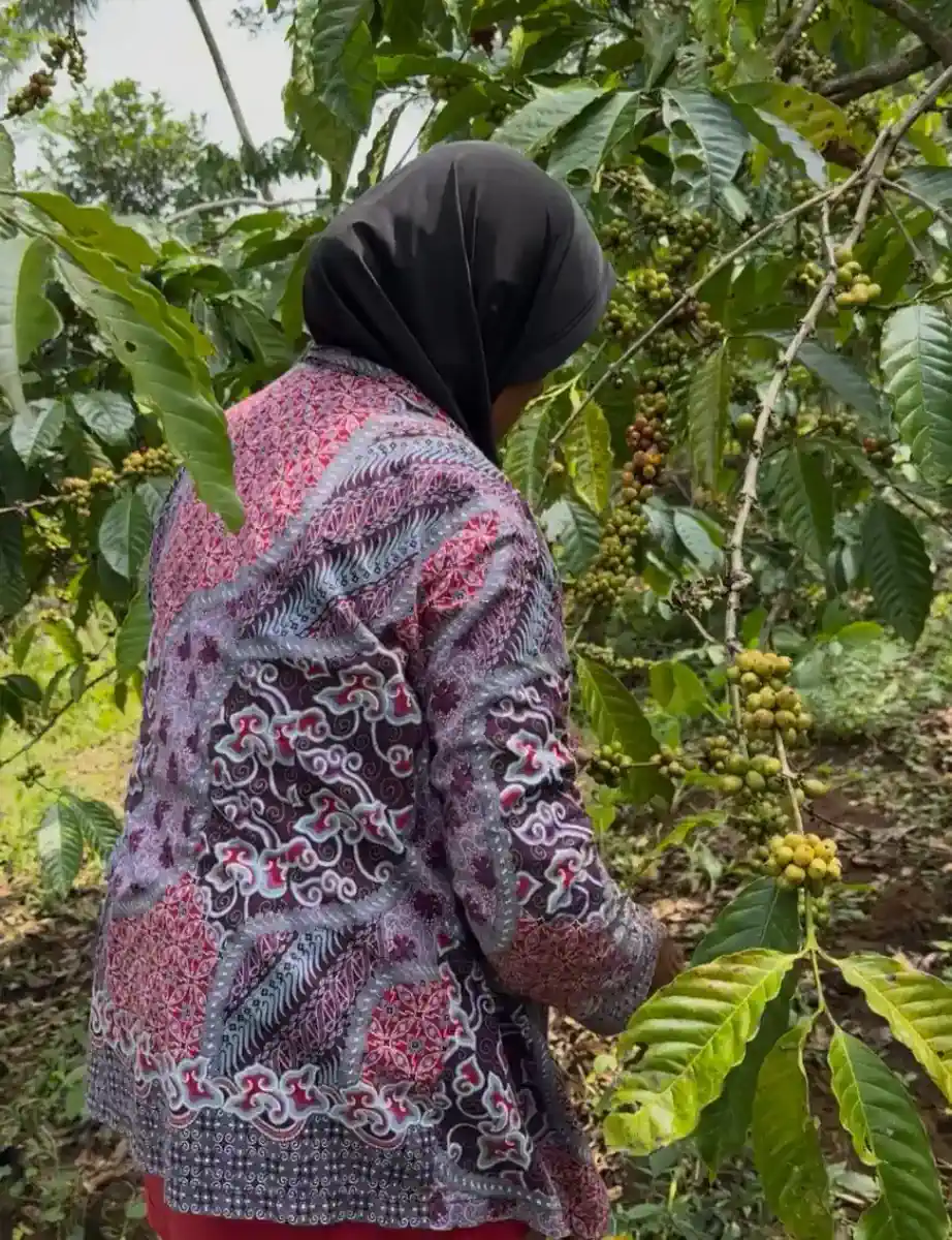 Cherry kopi merah bercampur dedaunan di keranjang anyaman.