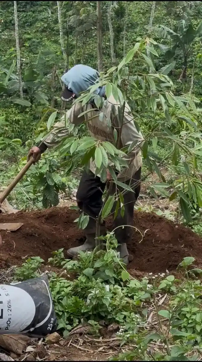 Keranjang bambu berisi panen kopi siap dibawa ke proses berikutnya.