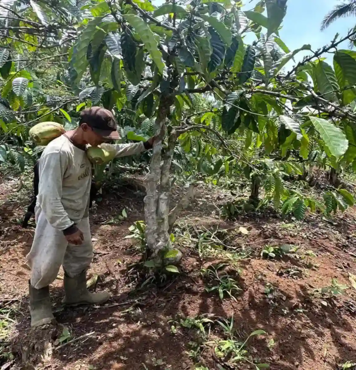 Dokumentasi pemetikan kopi AGA Agriculture – foto 17.
