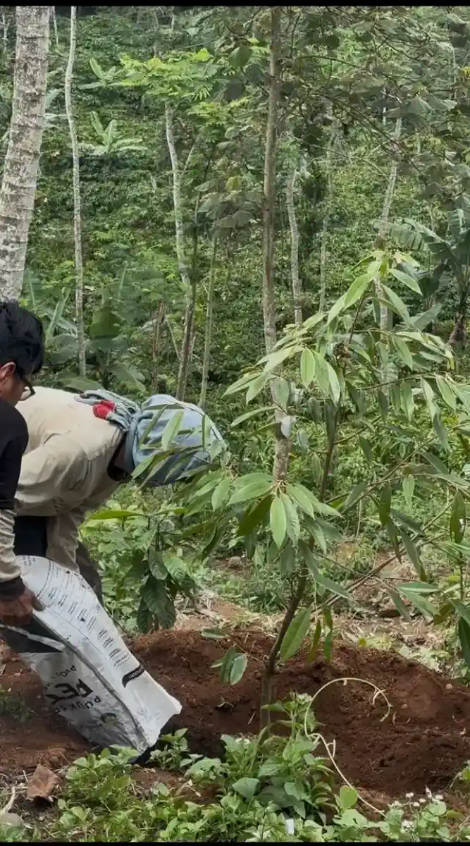 Dokumentasi pemetikan kopi AGA Agriculture – foto 18.