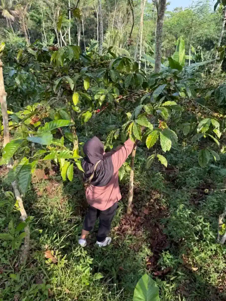 Keranjang bambu berisi cherry kopi hasil panen segar.
