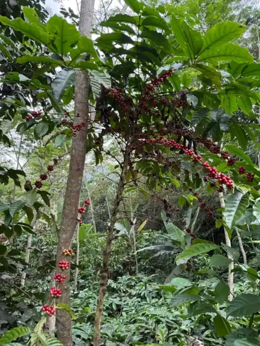 Pemeriksaan kualitas cherry kopi langsung di cabang pohon.