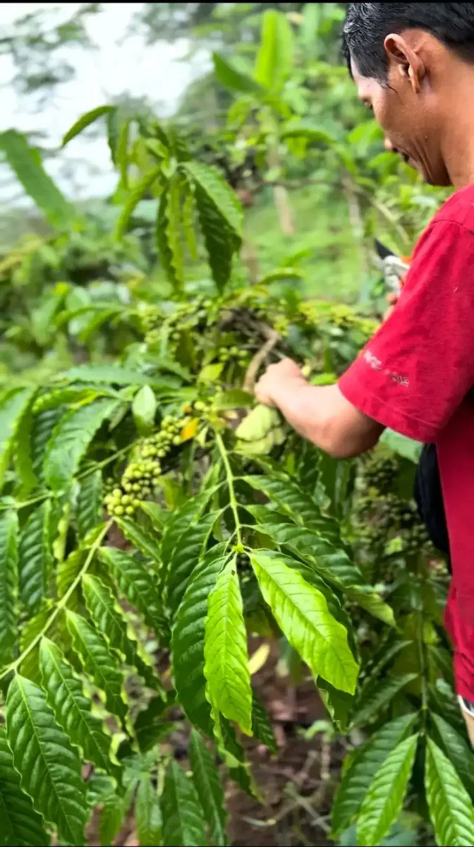 Cherry kopi merah cemerlang siap dipetik.