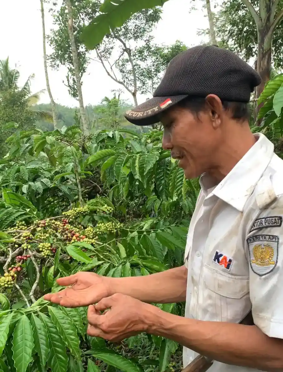 Petani membawa keranjang panen di antara barisan pohon kopi.