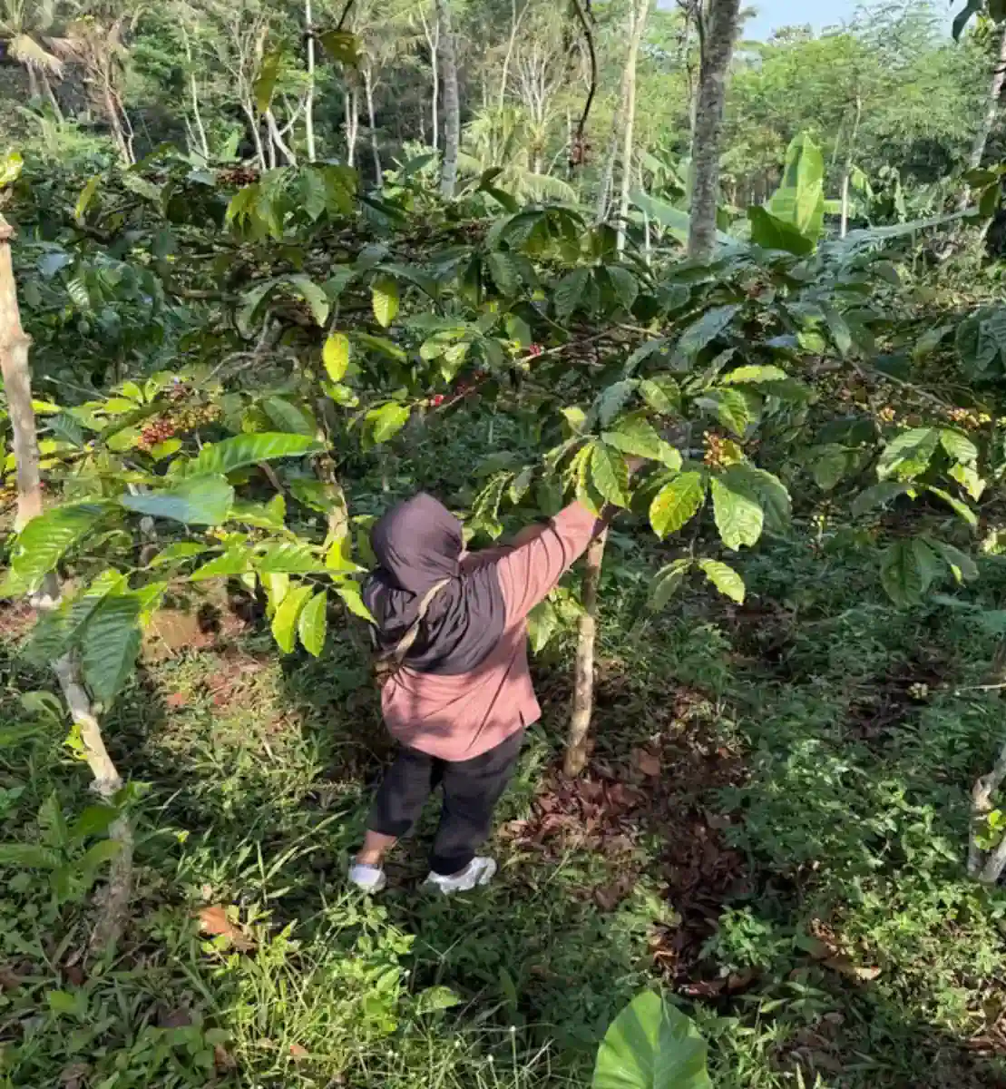 Tangan petani memetik cherry kopi matang dari ranting.
