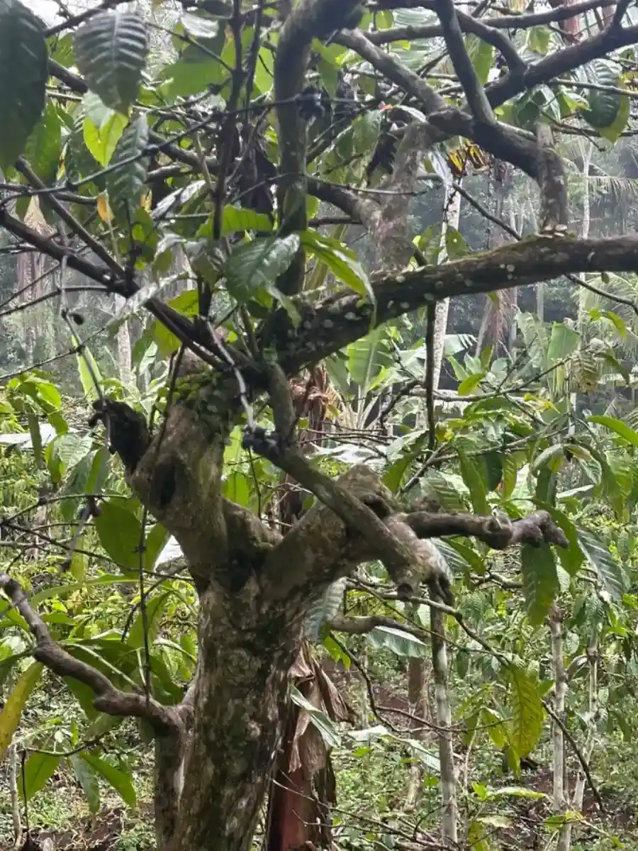 Keranjang kecil penuh cherry kopi merah segar.