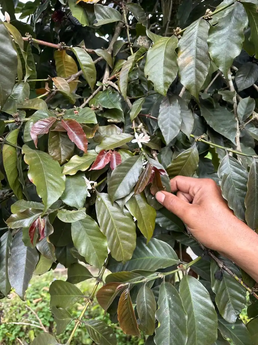 Petani mitra AGA Agriculture menyeleksi cherry kopi di kebun