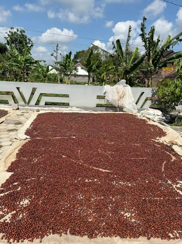 Penjemuran biji kopi di atas para-para