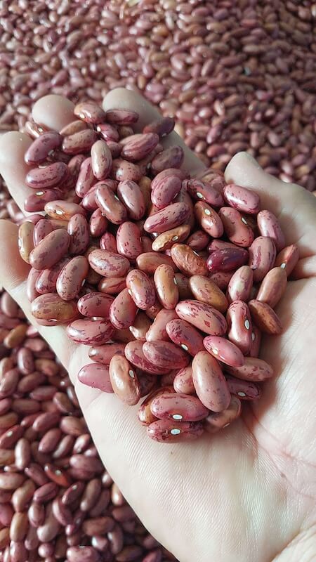 Kacang merah organik
