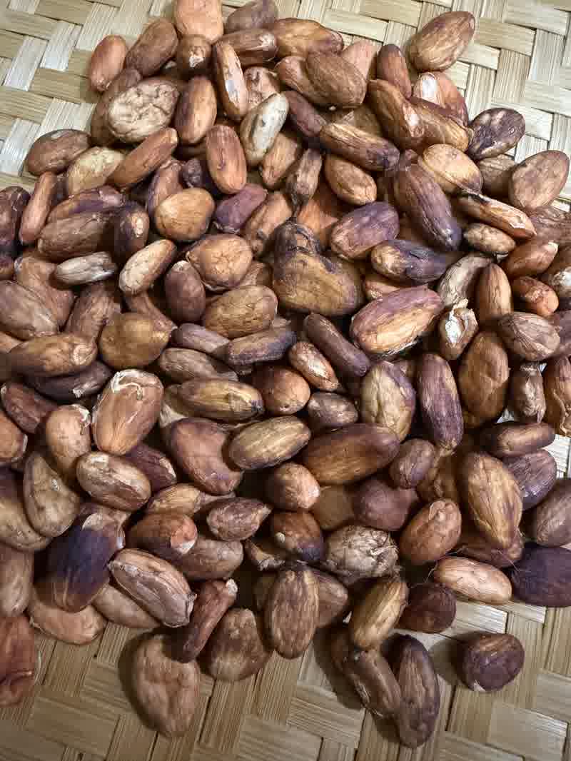 Biji kakao